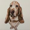 merndog